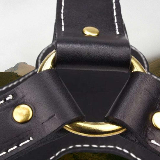 Canis Black Texas Harness