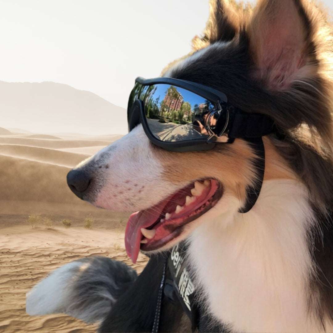 Canis Alpine SunGuard Sunglasses
