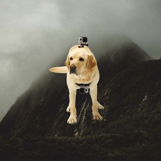 Doggonaut GoPro Hero Strap Harness
