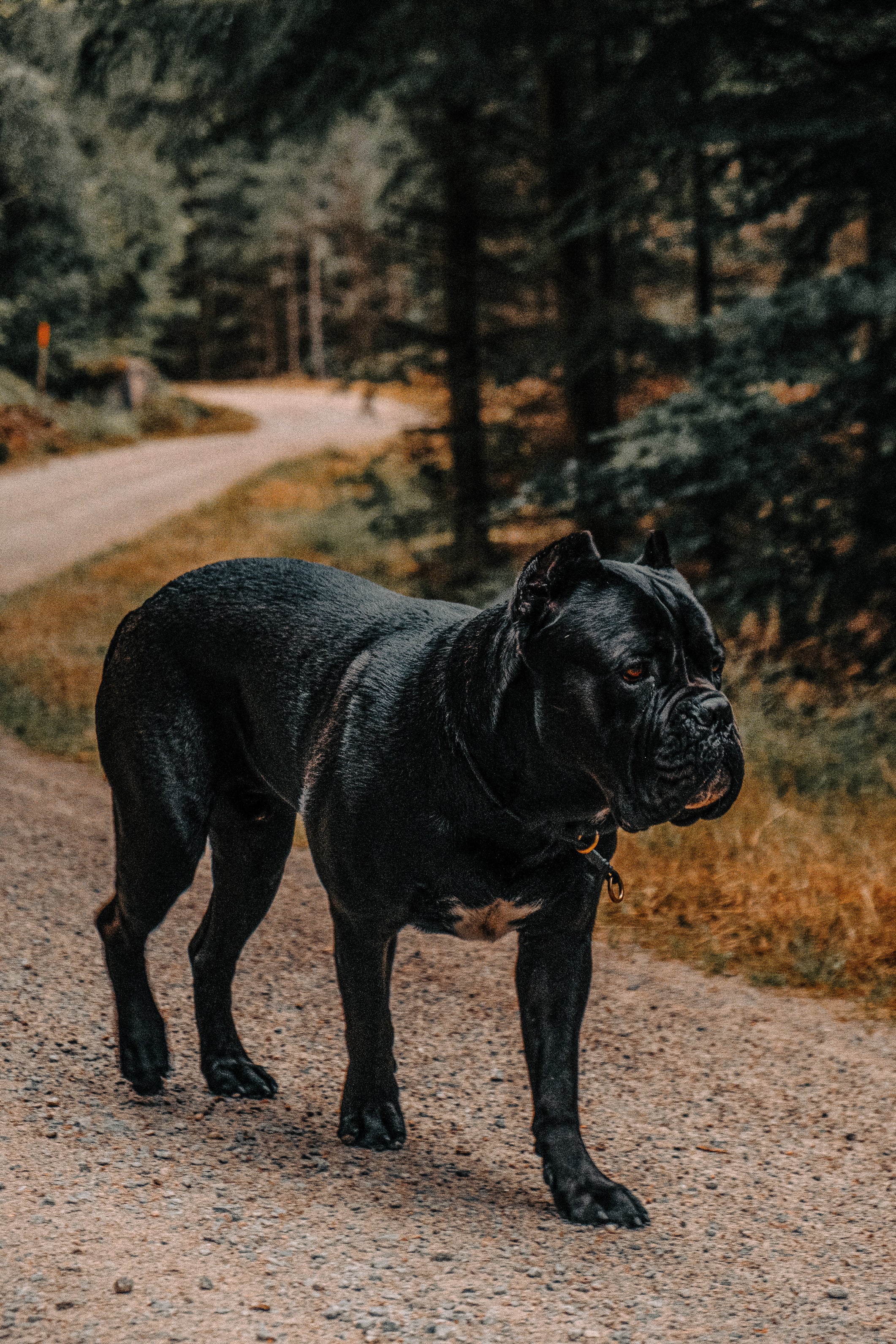 Canis Alpine