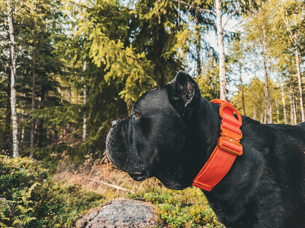 Canis Alpine