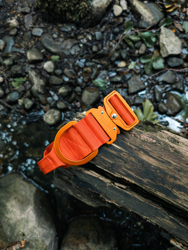 Canis Apex Sarek Orange Tactical Collar