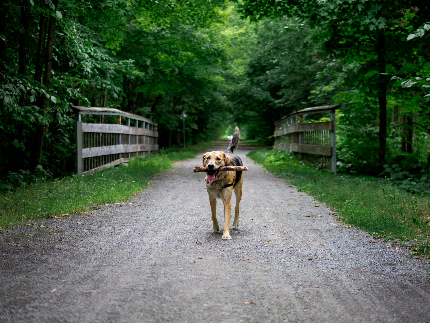 Canis Alpine