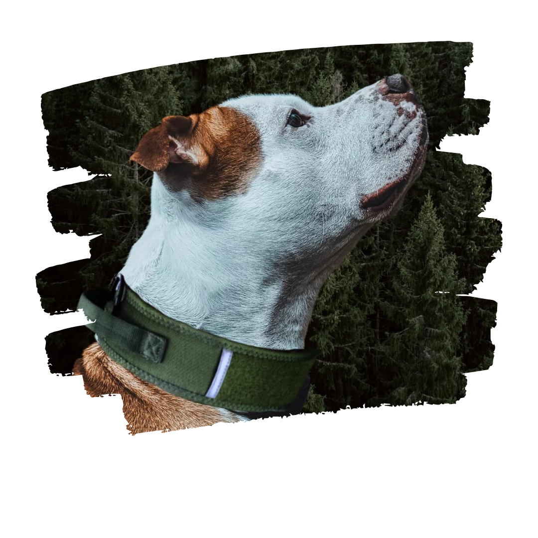 Collars