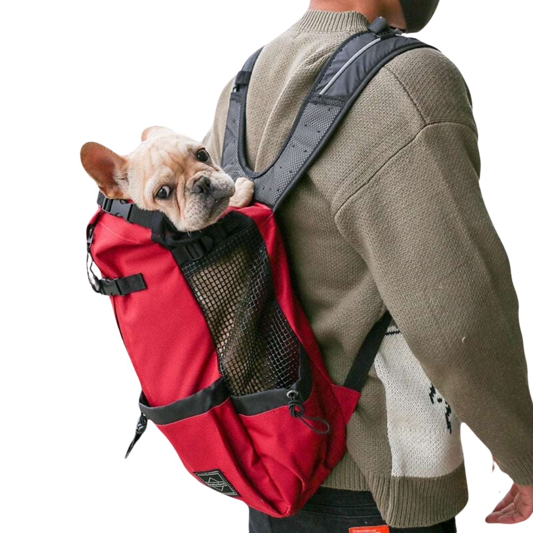 a picture of a human with a dog carrier backpack in red with a french bulldog inside