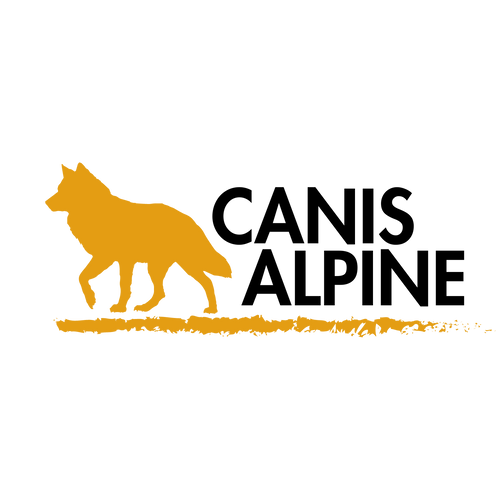 Canis Alpine
