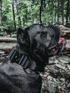 tactical dog collar black 