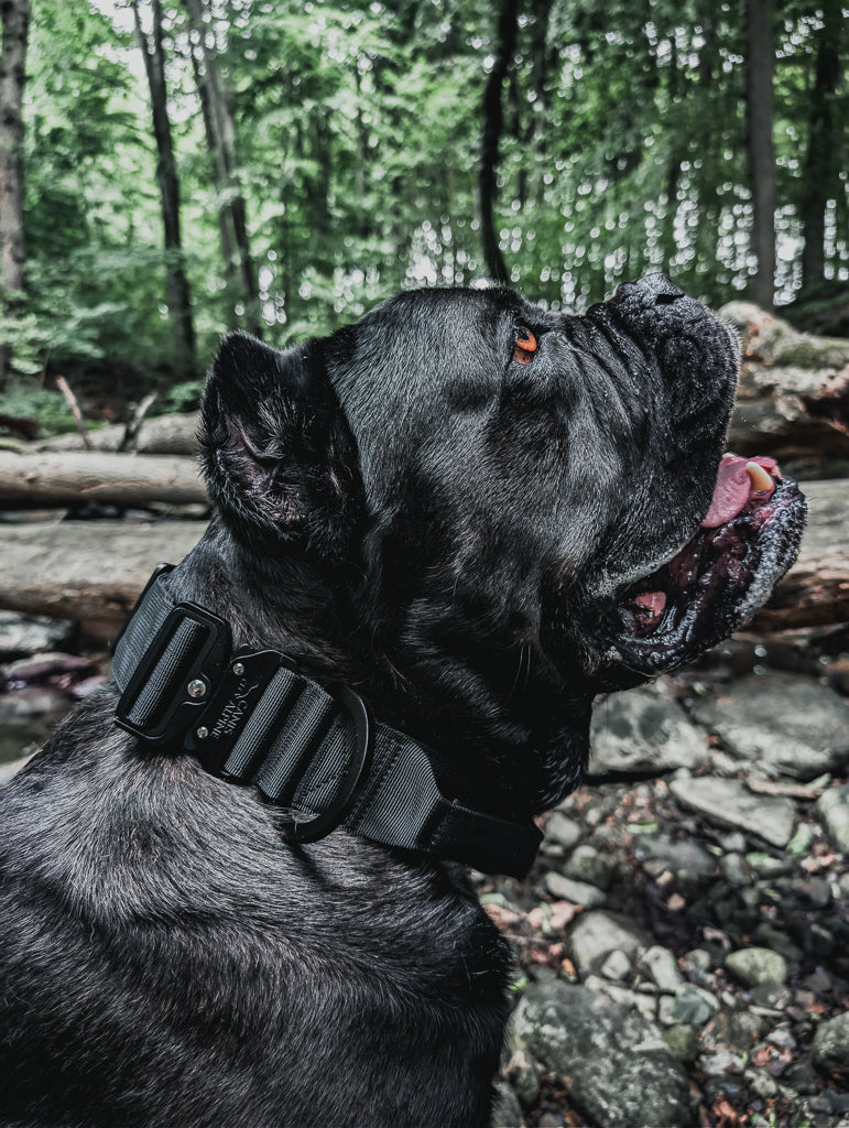 tactical dog collar black 