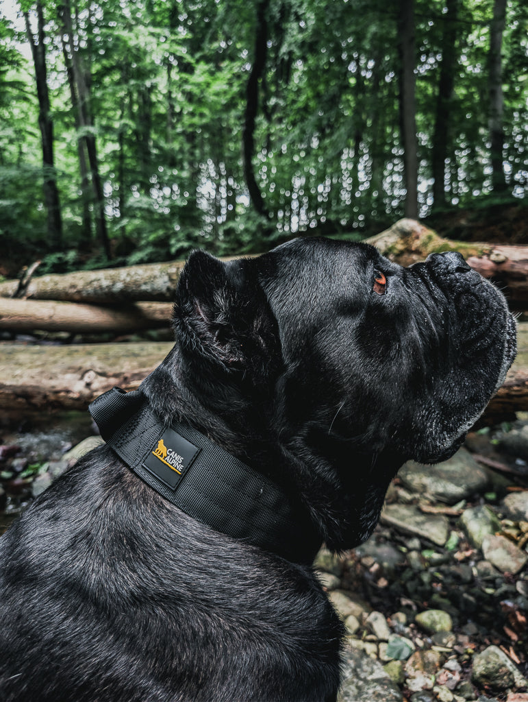 tactical dog collar black 