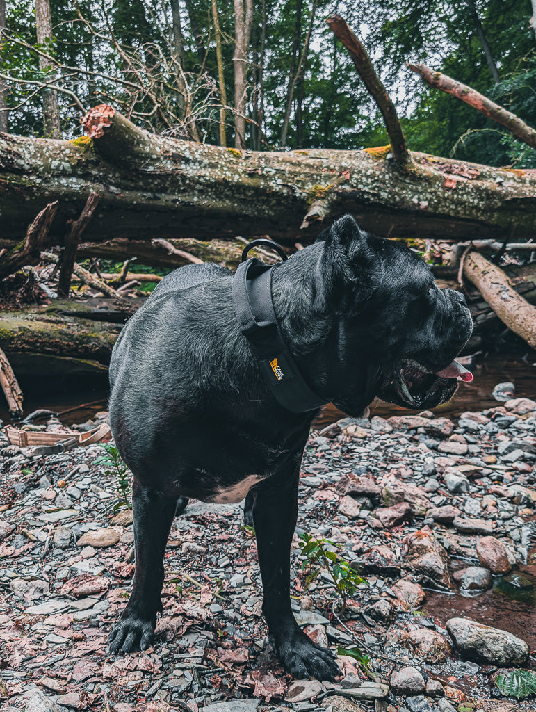 tactical dog collar black 