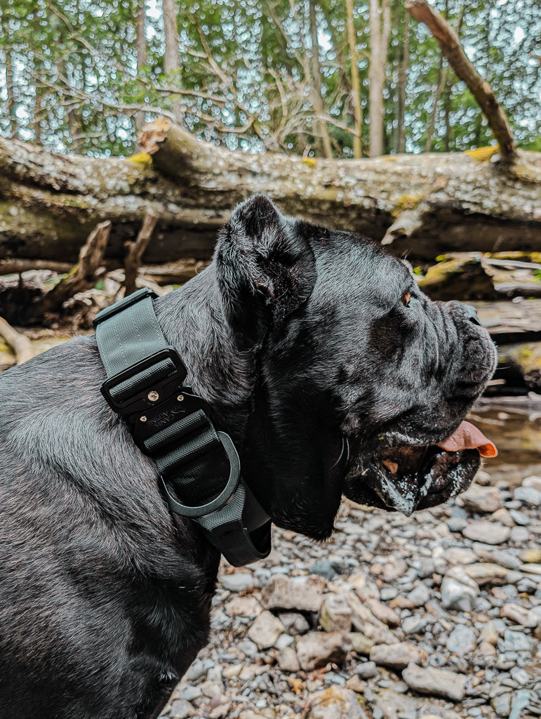 tactical dog collar black 
