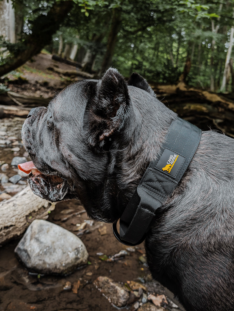 tactical dog collar black 