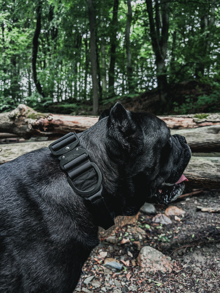 tactical dog collar black 