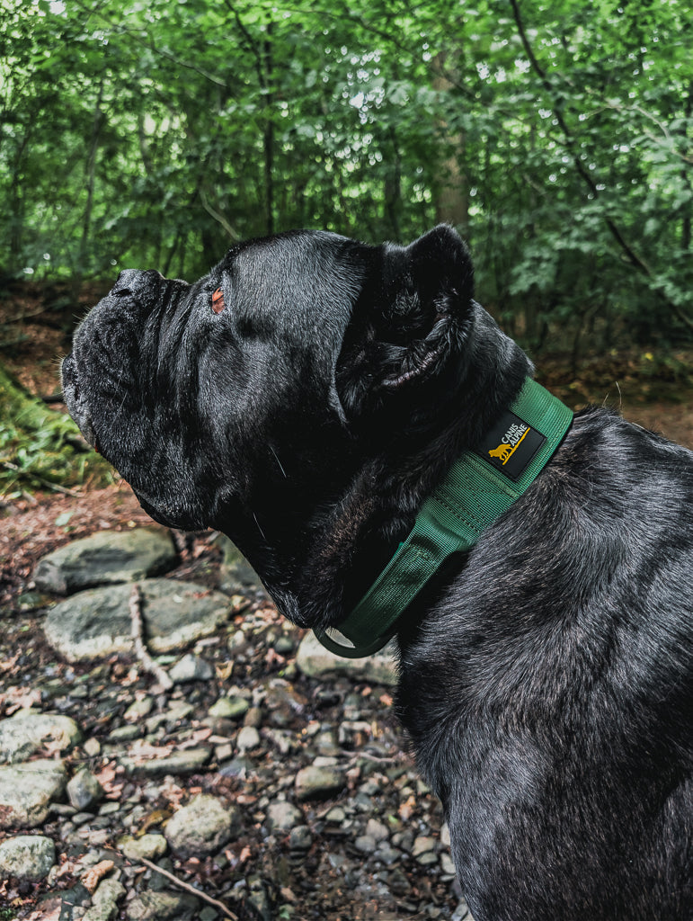 tactical dog collar green 