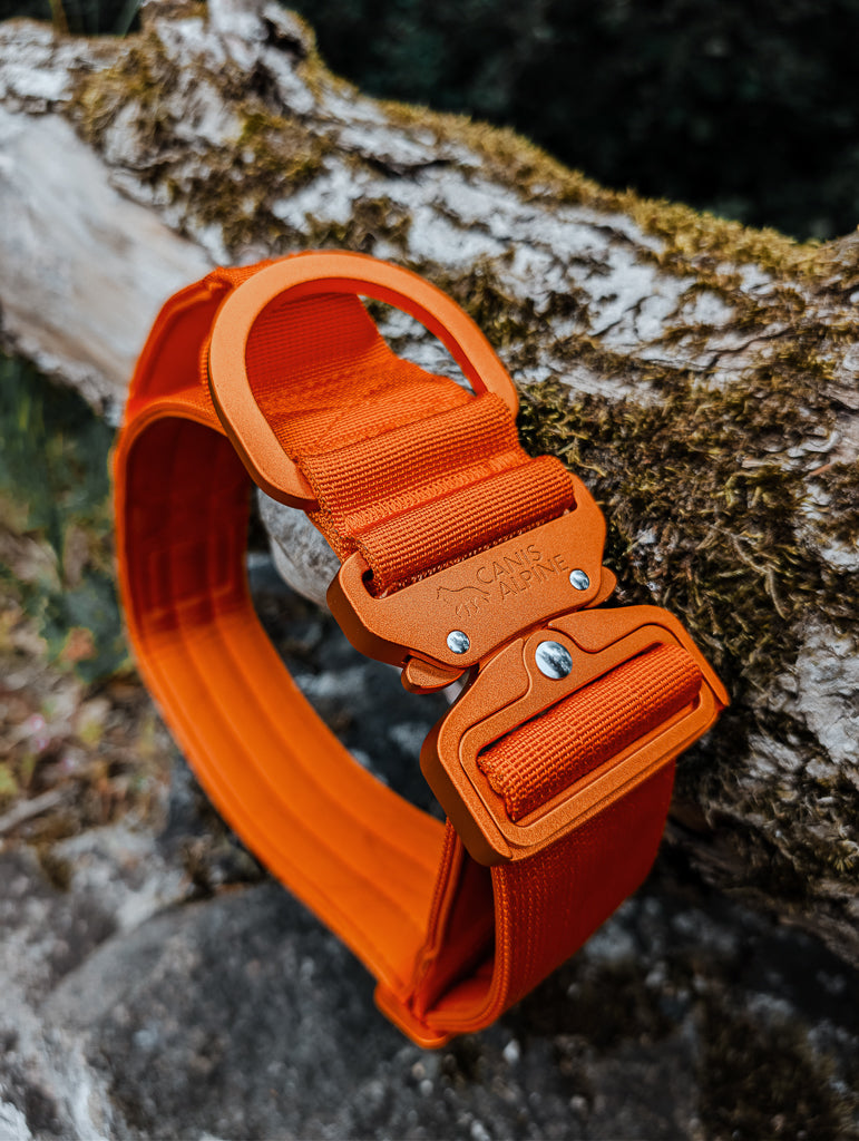 tactical dog collar orange 