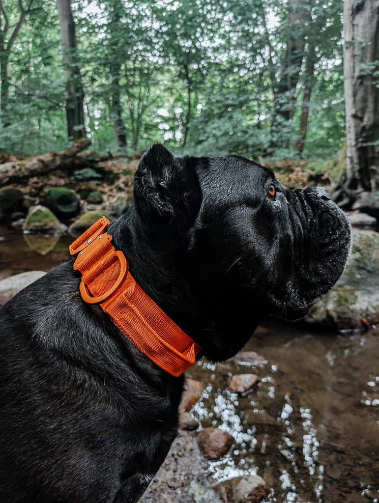 tactical dog collar orange 