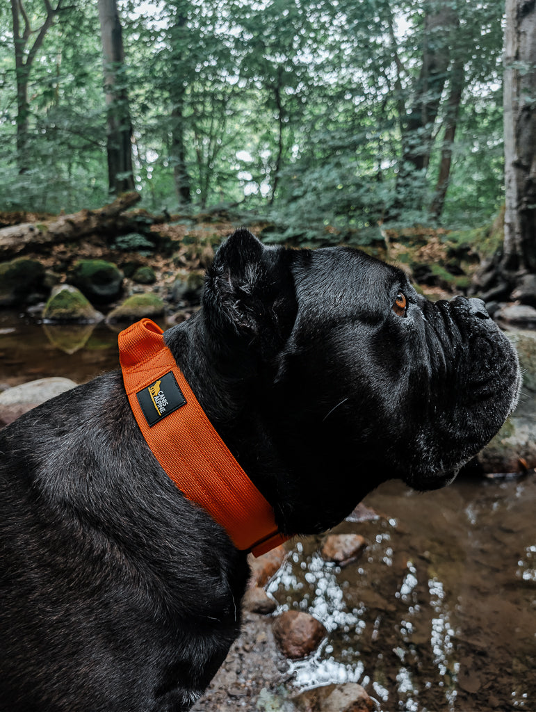 tactical dog collar orange 