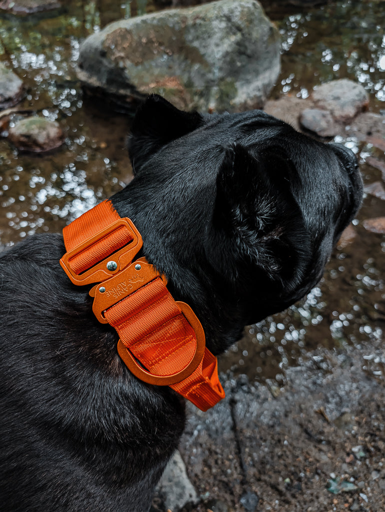 tactical dog collar orange 