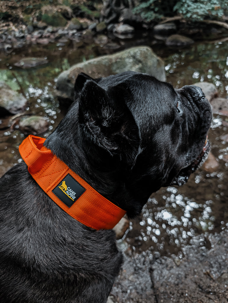 tactical dog collar orange 